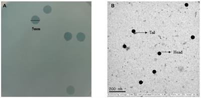 Characterization of Salmonella phage of the genus Kayfunavirus isolated from sewage infecting clinical strains of Salmonella enterica